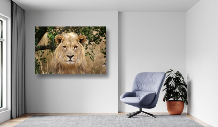 Tablouri Canvas Animale - Leul la pozat [1]