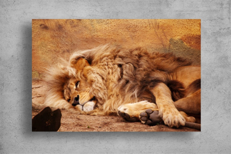 Tablouri Canvas Animale - Leul lenes [1]