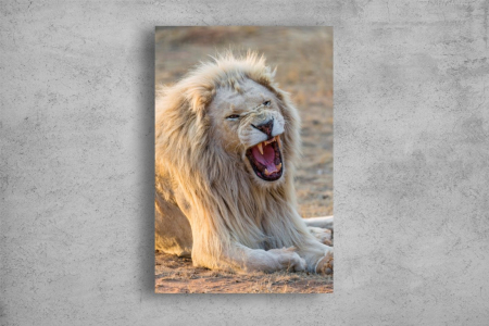 Tablouri Canvas Animale - Tablouri Canvas Animale - Leul rage