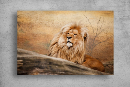Tablouri Canvas Animale - Tablouri Canvas Animale - Mascul leu