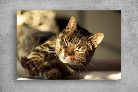 Tablouri Canvas Animale - Tablouri Canvas Animale - Morning stretch