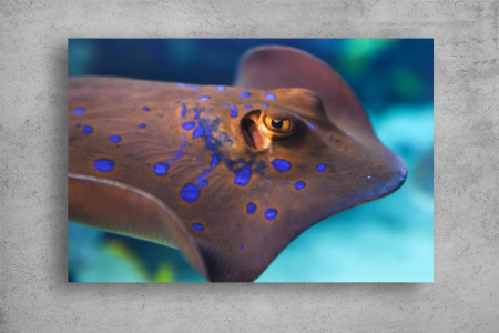 Tablouri Canvas Animale - Tablouri Canvas Animale - Navigand prin ocean