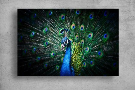 Tablouri Canvas Animale - Tablouri Canvas Animale - Paun colorat