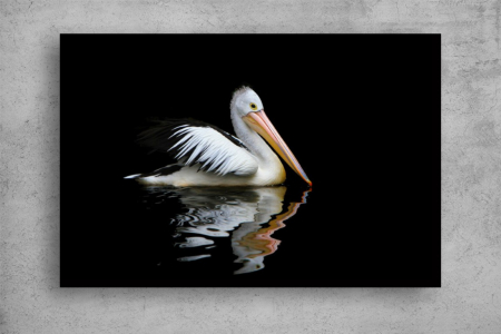 Tablouri Canvas Animale - Tablouri Canvas Animale - Pelican australian