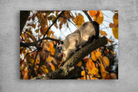 Tablouri Canvas Animale - Tablouri Canvas Animale - Pisica la vanatoare