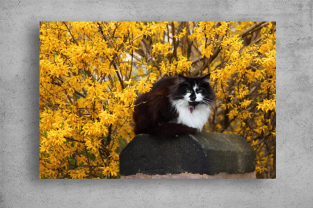 Tablouri Canvas Animale - Tablouri Canvas Animale - Pisica si flori galbene