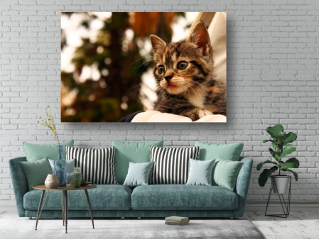 Tablouri Canvas Animale - Pisicuta mustacila [1]