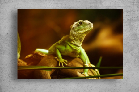 Tablouri Canvas Animale - Tablouri Canvas Animale - Soparla verde