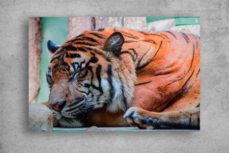 Tablouri Canvas Animale - Tablouri Canvas Animale - Tigru adormit