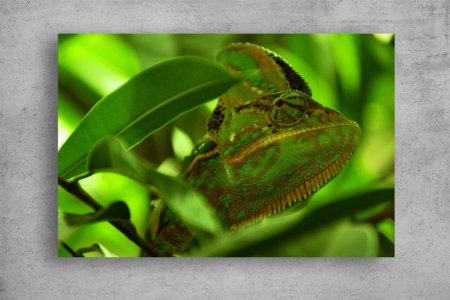 Tablouri Canvas Animale - Tablouri Canvas Animale - Un cameleon