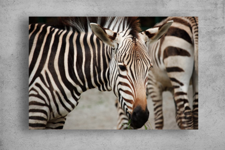 Tablouri Canvas Animale - Tablouri Canvas Animale - Zebre