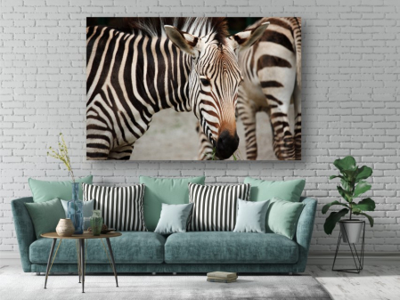 Tablouri Canvas Animale - Zebre [1]