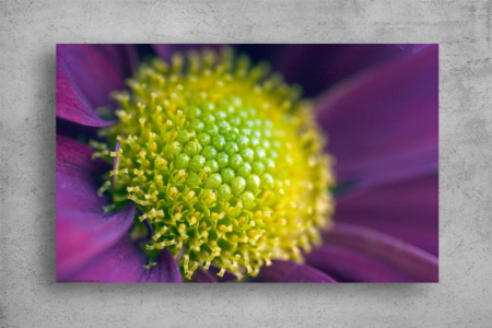 Tablouri Canvas Flori - Tablouri Canvas Flori - Detaliu de floare