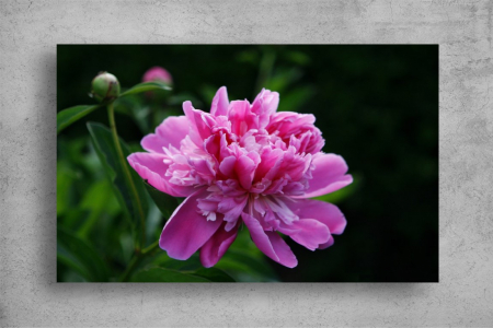 Tablouri Canvas Flori - Tablouri Canvas Flori - Floare inflorita