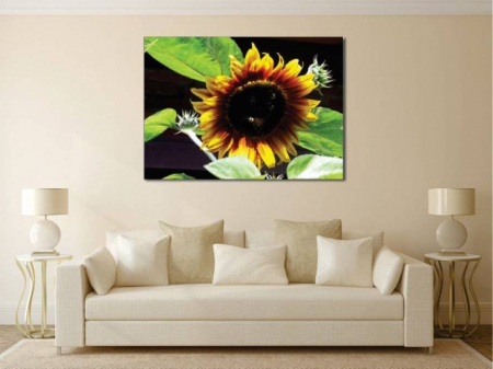 Tablouri Canvas Flori - Floarea soarelui [1]