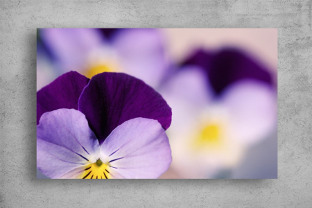 Tablouri Canvas Flori - Tablouri Canvas Flori - Flori mov