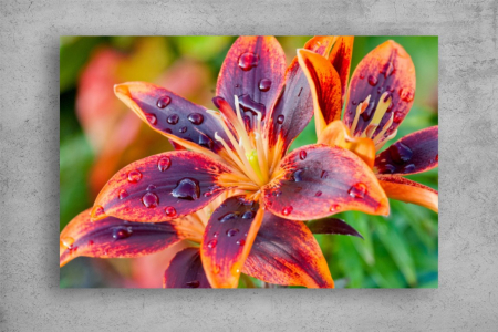 Tablouri Canvas Flori - Tablouri Canvas Flori - Picaturi de ploaie