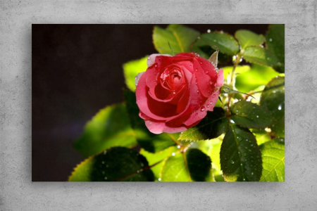 Tablouri Canvas Flori - Tablouri Canvas Flori - Roua de pe trandafir