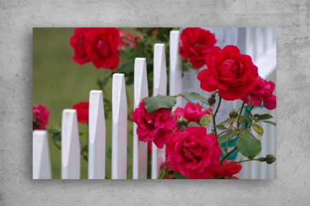 Tablouri Canvas Flori - Tablouri Canvas Flori - Trandafiri pe gard