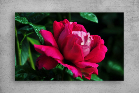 Tablouri Canvas Flori - Tablouri Canvas Flori - Trandafirul inflorit