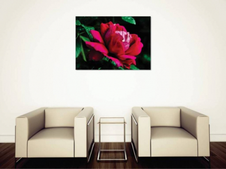 Tablouri Canvas Flori - Trandafirul inflorit [1]