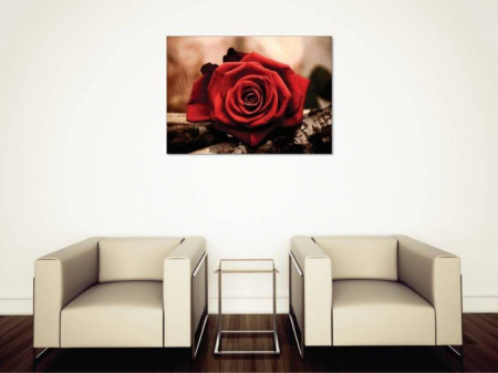 Tablouri Canvas Flori - Trandafirul rosu aprins [1]