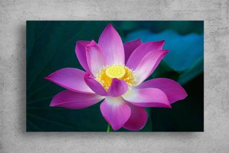 Tablouri Canvas Flori - Tablouri Canvas Food - Lotusul indian