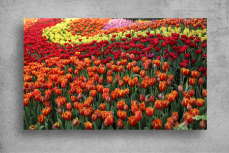 Tapet Premium Canvas - Camp multicolor de lalele [1]