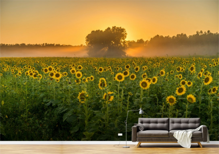 Flori - Tapet Premium Canvas - Campul de floarea soarelui la rasarit
