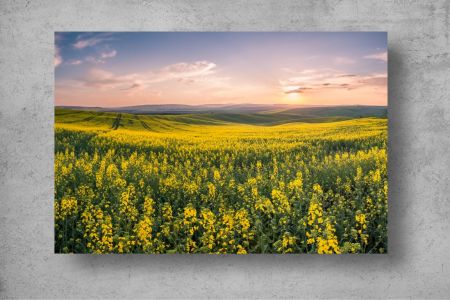 Tapet Premium Canvas - Campul de flori galbene la apus [1]