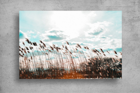 Tapet Premium Canvas - Campul de grau la rasarit [1]