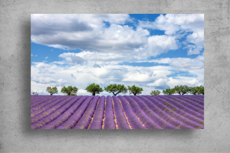 Tapet Premium Canvas - Campul de lavanda din Franta [1]