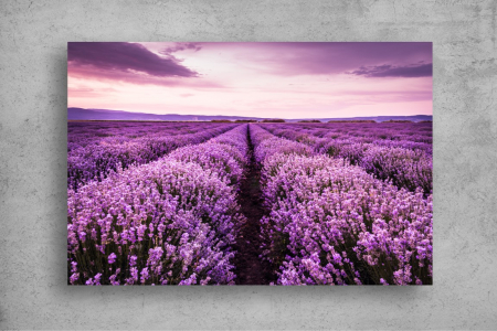 Tapet Premium Canvas - Campul de lavanda inflorita [1]