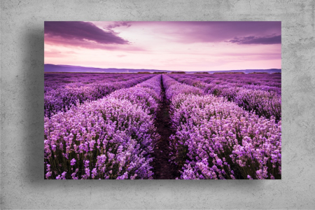 Tapet Premium Canvas - Campul de lavanda la apus [1]