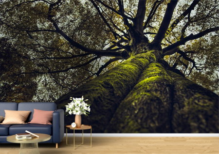 Peisaje - Tapet Premium Canvas - Copacul si cerul printre ramuri