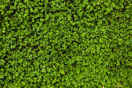 Tapet Premium Canvas - Covorul verde [1]