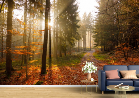 Peisaje - Tapet Premium Canvas - Culorile toamnei la rasarit in padure