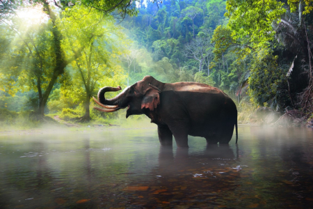 Tapet Premium Canvas - Elefant in apa [1]
