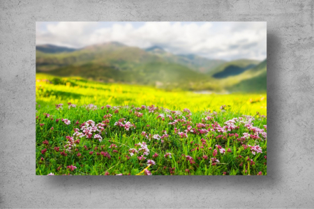 Tapet Premium Canvas - Flori colorate in Pirinei [1]