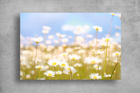 Tapet Premium Canvas - Flori de musetel in lumina soarelui [1]