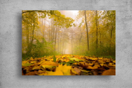 Tapet Premium Canvas - Frunzele si ceata prin padure [1]
