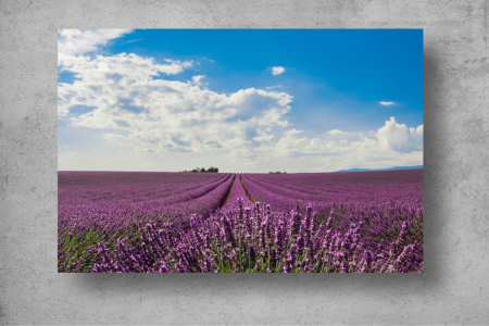 Tapet Premium Canvas - Lavanda mov sub cerul albastru [1]