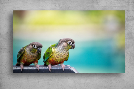 Tapet Premium Canvas - Papagalii verzi [1]