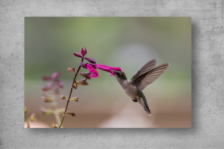 Tapet Premium Canvas - Pasarea colibri si floarea [1]