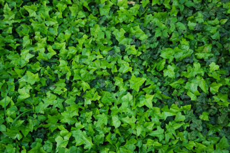 Tapet Premium Canvas - Peretele verde [1]