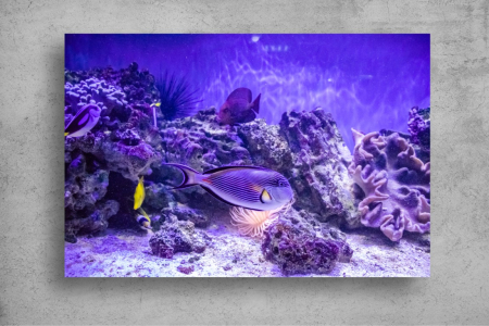 Tapet Premium Canvas - Pestii si reciful de corali [1]