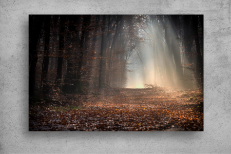 Tapet Premium Canvas - Poteca prin padure in lumina razelor soarelui [1]