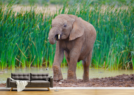 Animale - Tapet Premium Canvas - Puiul de elefant