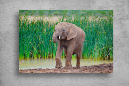 Tapet Premium Canvas - Puiul de elefant [1]