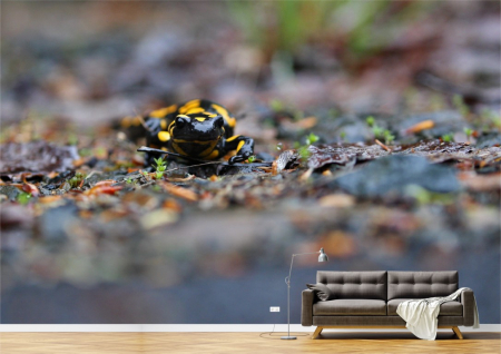Animale - Tapet Premium Canvas - Salamandra colorata in natura